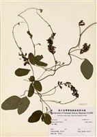 藏品(臺灣山黑扁豆)的圖片